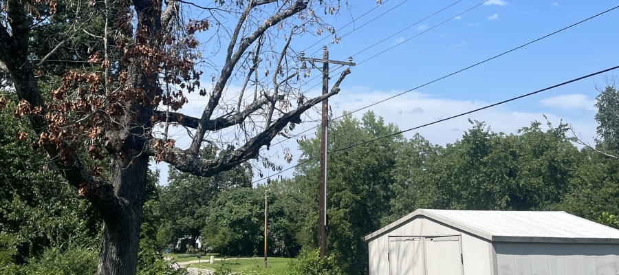 Dead tree near power lines